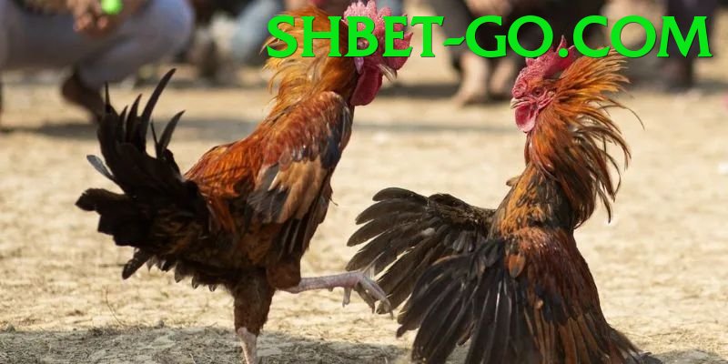 Đá Gà Trực Tiếp - shbet - APK